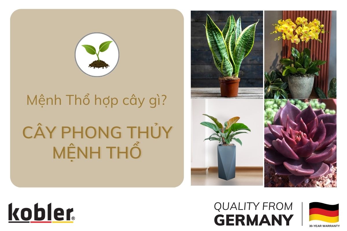 Cây phong thủy hợp mệnh Thổ