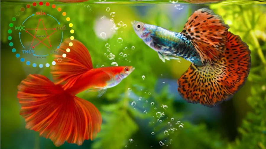 Mệnh Hỏa có nuôi cá được không?