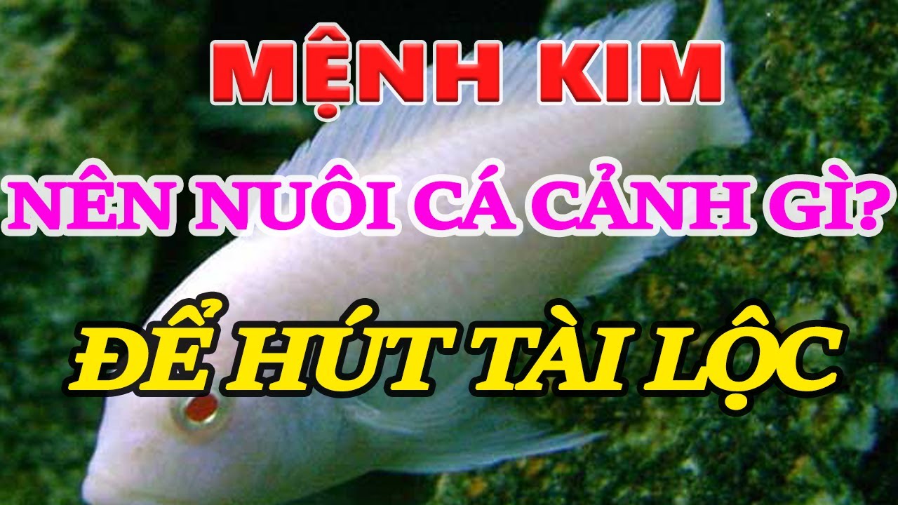 Mệnh Kim có nuôi cá được không