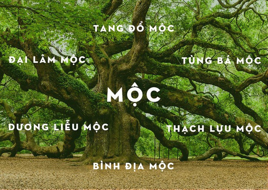 Ý nghĩa phong thuỷ người mệnh mộc