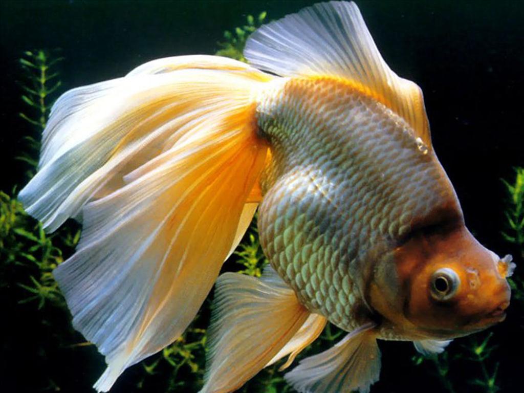 Mệnh thổ có nuôi cá được không?