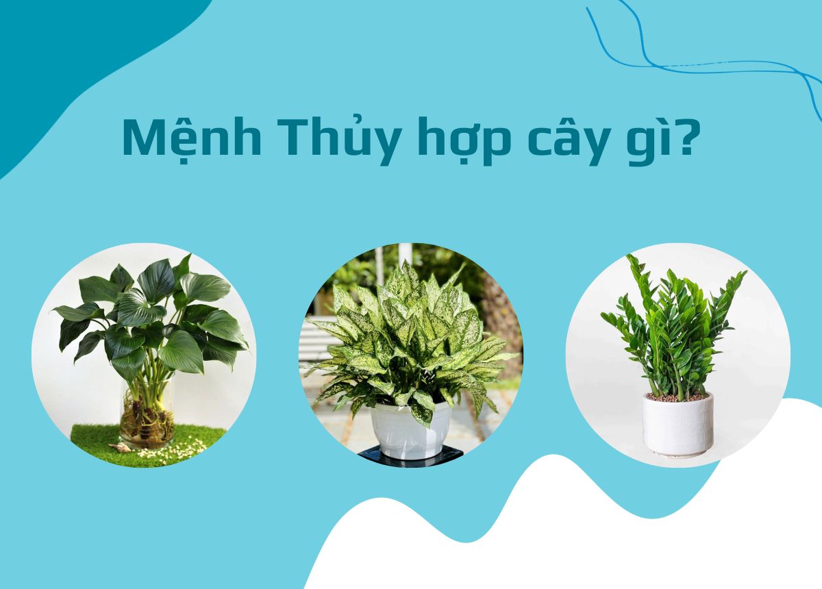 Cây phong thủy hợp mệnh Thủy