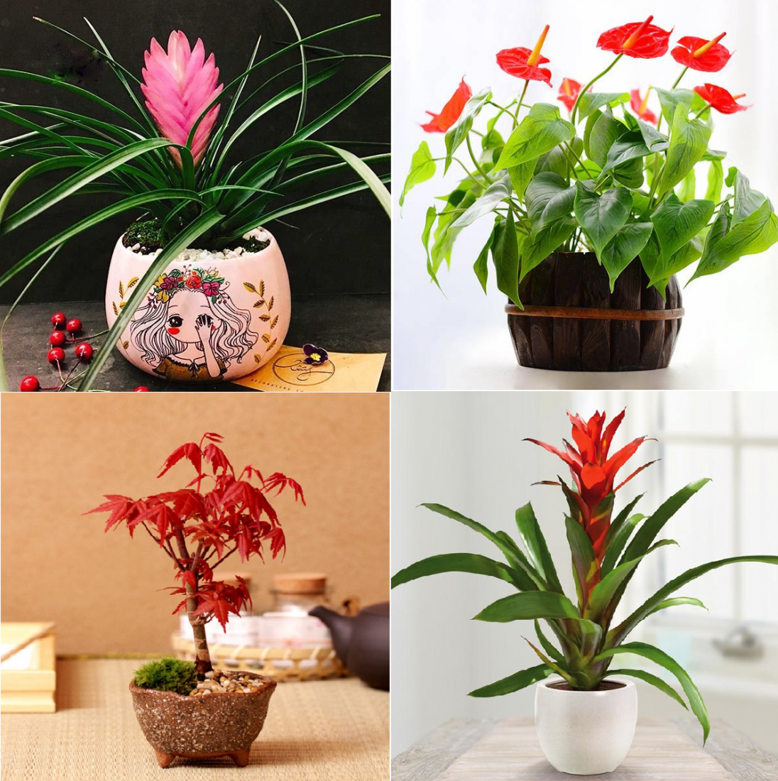 Cây phong thuỷ hợp với người sinh năm 2002 mệnh gì